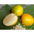 Solanum sessiliflorum